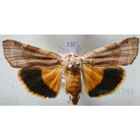 Noctua fimbriata (Schreber, 1759) Rolnica aksamitka Czech15f